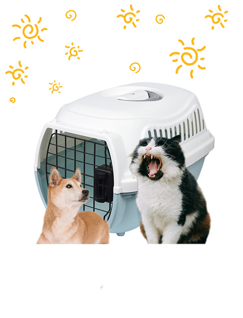 Boîte de voyage pour animaux de compagnie