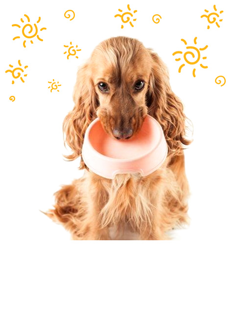 Bol pour animaux de compagnie