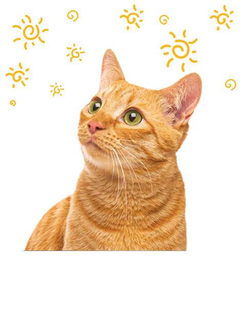 Bac à litière pour chat