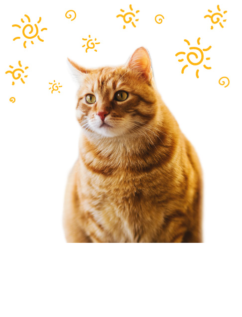 Pelle à litière pour chat